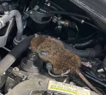 Rat installé dans le moteur d’une voiture garée près d’un immeuble