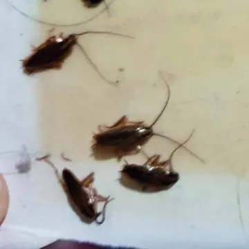 Cafards morts dans un logement