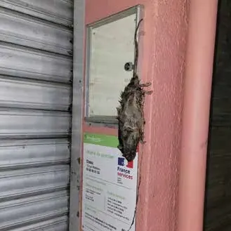 Rat sur un mur près d’une entrée d’immeuble